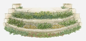 Illustration of plants and flowers growing on garden steps Illustration of plants and flowers growing on garden steps