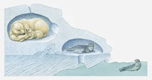 Illustration of Polar Bear with cub and Harp Seal with pup in ice burrows, and seal underwater Illustration of Polar Bear with cub and Harp Seal with pup in ice burrows, and seal underwater