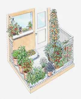 Illustration of potted herbs and fruit trees on a small patio area Illustration of potted herbs and fruit trees on a small patio area