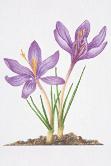 Illustration, purple flowers and slender grass-like leaves of Crocus biflorus Illustration, purple flowers and slender grass-like leaves of Crocus biflorus