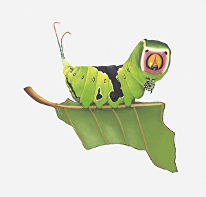 Illustration of Puss Moth (Cerura vinula) caterpillar on stem Illustration of Puss Moth (Cerura vinula) caterpillar on stem