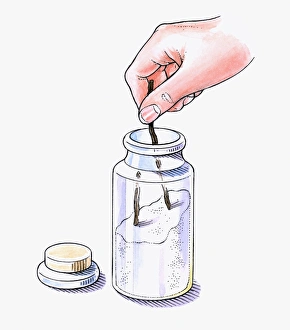 Illustration of putting vanilla pods in jar with white sugar Illustration of putting vanilla pods in jar with white sugar