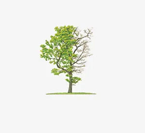 Illustration of Quercus rubra Aurea showing shape of tree with and without leaves Illustration of Quercus rubra Aurea showing shape of tree with and without leaves