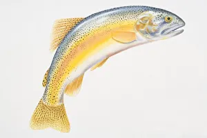 Illustration, Rainbow Trout (Oncorhynchus mykiss) with its tail curved downwards, side view Illustration, Rainbow Trout (Oncorhynchus mykiss) with its tail curved downwards, side view
