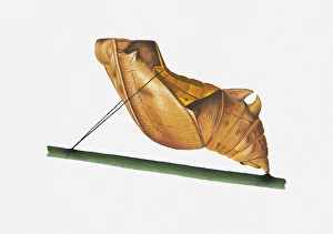 Illustration of Rajah Brookes Birdwing (Troides Brookiana) pupa on stem Illustration of Rajah Brookes Birdwing (Troides Brookiana) pupa on stem