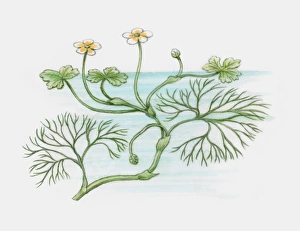 Illustration of Ranunculus peltatus (Pond Water-crowfoot) Illustration of Ranunculus peltatus (Pond Water-crowfoot)