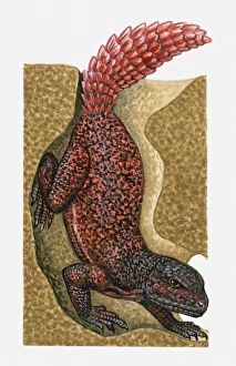 Illustration of red and black spotted Lizard (Agama) in burrow Illustration of red and black spotted Lizard (Agama) in burrow
