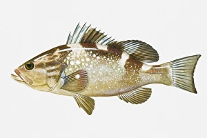 Illustration of Red Grouper (Epinephelus morio) fish Illustration of Red Grouper (Epinephelus morio) fish