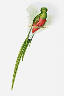 Illustration of a Resplendent quetzal (Pharomachrus mocinno) showing off its long tail Illustration of a Resplendent quetzal (Pharomachrus mocinno) showing off its long tail