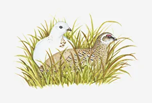 Illustration of Rock Ptarmigan (Lagopus muta) with male in white winter plumage Illustration of Rock Ptarmigan (Lagopus muta) with male in white winter plumage