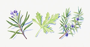 Illustration of rosemary flowers and leaves, Juniper flowers, leaves and berries, and geranium leaf Illustration of rosemary flowers and leaves, Juniper flowers, leaves and berries, and geranium leaf