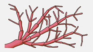 Illustration of Rote Gorgone (Red Sea Fan) Illustration of Rote Gorgone (Red Sea Fan)