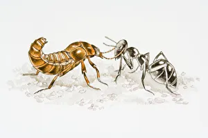 Illustration of Rove Beetle (Staphylinidae) fighting with Ant (Formicidae) Illustration of Rove Beetle (Staphylinidae) fighting with Ant (Formicidae)