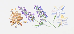 Illustration of sandalwood wood chips lavender flowers on stem, and two Jasmine flowers Illustration of sandalwood wood chips lavender flowers on stem, and two Jasmine flowers