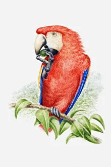 Illustration of a Scarlet macaw (Ara macao) eating a nut Illustration of a Scarlet macaw (Ara macao) eating a nut