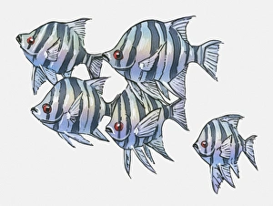 Illustration of Scissortail sergeant (Abudefduf sexfasciatus) Illustration of Scissortail sergeant (Abudefduf sexfasciatus)