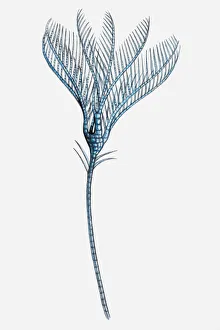 Illustration of a Sea lily (Ptilocrinus pinnatus) Illustration of a Sea lily (Ptilocrinus pinnatus)