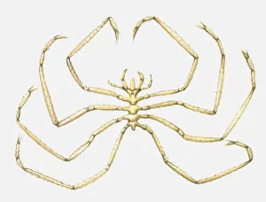 Illustration of Sea Spider (Colossendeis) Illustration of Sea Spider (Colossendeis)