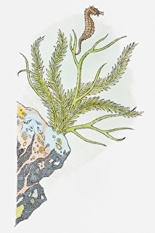 Illustration of Seahorse (Hippocampus) swimming near aquatic plant attached to rock Illustration of Seahorse (Hippocampus) swimming near aquatic plant attached to rock