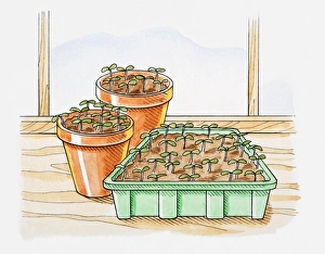 Illustration of seedlings in pots and in seedling tray Illustration of seedlings in pots and in seedling tray