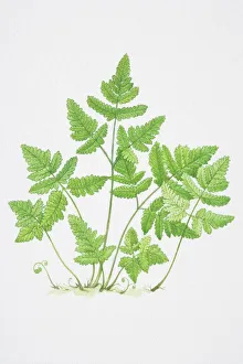 Illustration, serrated green leaves of Pteridium sp., Bracken Illustration, serrated green leaves of Pteridium sp., Bracken