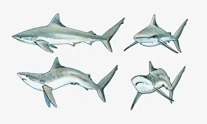 Illustration of shark body language, normal front and side-on positions (top) Illustration of shark body language, normal front and side-on positions (top)