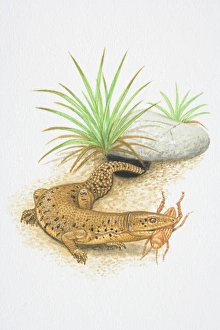 Illustration, Short-tailed Monitor (Varanus brevicauda) Illustration, Short-tailed Monitor (Varanus brevicauda)