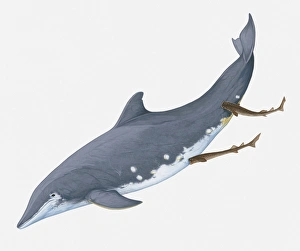 Illustration of showing Cookiecutter Sharks feeding by making circular wounds on Rough-Toothed Dolphin using lips Illustration of showing Cookiecutter Sharks feeding by making circular wounds on Rough-Toothed Dolphin using lips