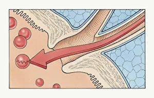 Illustration showing how enzymes flow through human pancreatic duct into duodenum of small intestine Illustration showing how enzymes flow through human pancreatic duct into duodenum of small intestine