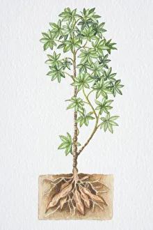 Illustration, shrub with green star shaped leaves, cross section view of roots in soil Illustration, shrub with green star shaped leaves, cross section view of roots in soil