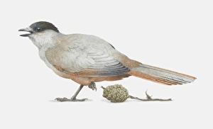 Illustration, Siberian Jay (Perisoreus infaustus) standing on one leg, side view Illustration, Siberian Jay (Perisoreus infaustus) standing on one leg, side view