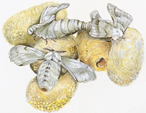Illustration of Silkworm (Bombyx mori) pupa hatching from raw silk cocoon Illustration of Silkworm (Bombyx mori) pupa hatching from raw silk cocoon