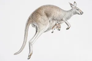 Illustration, skipping female Kangaroo (Macropus sp.) with baby peeking out of its pouch Illustration, skipping female Kangaroo (Macropus sp.) with baby peeking out of its pouch