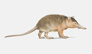 Illustration, Solenodon (Solenodon cubanus), side view Illustration, Solenodon (Solenodon cubanus), side view