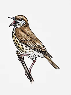 Illustration of Song Thrush (Turdus philomelos) singing on twig Illustration of Song Thrush (Turdus philomelos) singing on twig