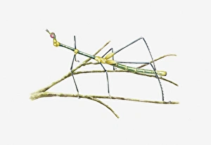 Illustration of South American Grasshopper resembling a stick insect on stem Illustration of South American Grasshopper resembling a stick insect on stem