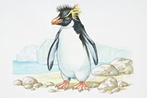 Illustration, standing Rockhopper Penguin (Eudyptes chrysocome), side view Illustration, standing Rockhopper Penguin (Eudyptes chrysocome), side view