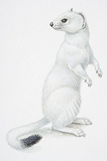 Illustration, Stoat or Ermine (Mustela erminea) standing on hind legs Illustration, Stoat or Ermine (Mustela erminea) standing on hind legs