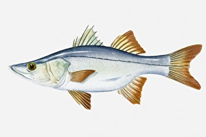 Illustration of Tarpon Snook (Centropomus pectinatus) fish Illustration of Tarpon Snook (Centropomus pectinatus) fish