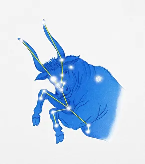 Illustration of Taurus star constellation also represented rearing bull Illustration of Taurus star constellation also represented rearing bull