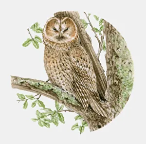 Illustration of a Tawny owl (Strix aluco) sitting on a tree branch Illustration of a Tawny owl (Strix aluco) sitting on a tree branch