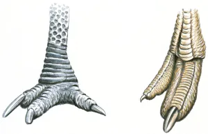 Illustration of three-toed Cassowary foot with sharp claws Illustration of three-toed Cassowary foot with sharp claws