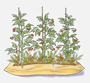 Illustration of tomato plants in compost bag with marigolds growing between to attract Illustration of tomato plants in compost bag with marigolds growing between to attract