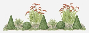 Illustration of topiary in domestic garden Illustration of topiary in domestic garden