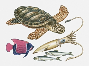 Illustration of turtle, squid, sardines and angel fish Illustration of turtle, squid, sardines and angel fish