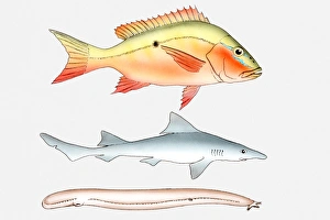Illustration of three types of fish, Bony fish (Osteichthyes) Illustration of three types of fish, Bony fish (Osteichthyes)