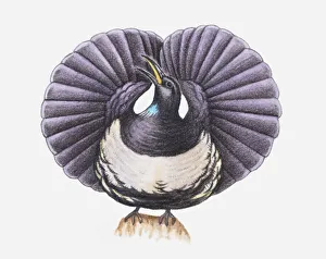 Illustration of a Victorias riflebird (Ptiloris victoriae) with its wings fanned-out Illustration of a Victorias riflebird (Ptiloris victoriae) with its wings fanned-out