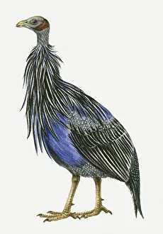 Illustration of a Vulturine guineafowl (Acryllium vulturinum), side view Illustration of a Vulturine guineafowl (Acryllium vulturinum), side view
