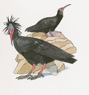 Illustration of Waldrapp (Geronticus eremita) Illustration of Waldrapp (Geronticus eremita)