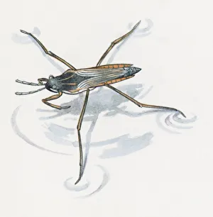 Illustration of Water Boatman (Sigara striata) usng long legs to stand on water Illustration of Water Boatman (Sigara striata) usng long legs to stand on water